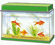 acquario.gif