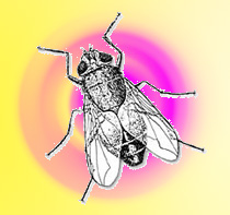 mosca2.jpg