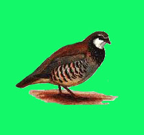 pernice1.jpg