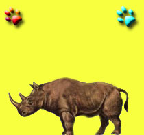rinoceronte1.jpg