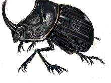 scarabeo.jpg