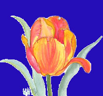 tulipano1.jpg