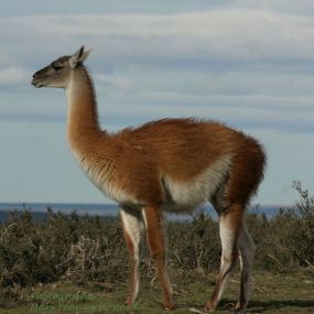 Guanaco_09.24.jpg